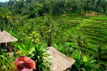 Rice Terraced Tegalalang Ubud