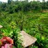 Rice Terraced Tegalalang Ubud